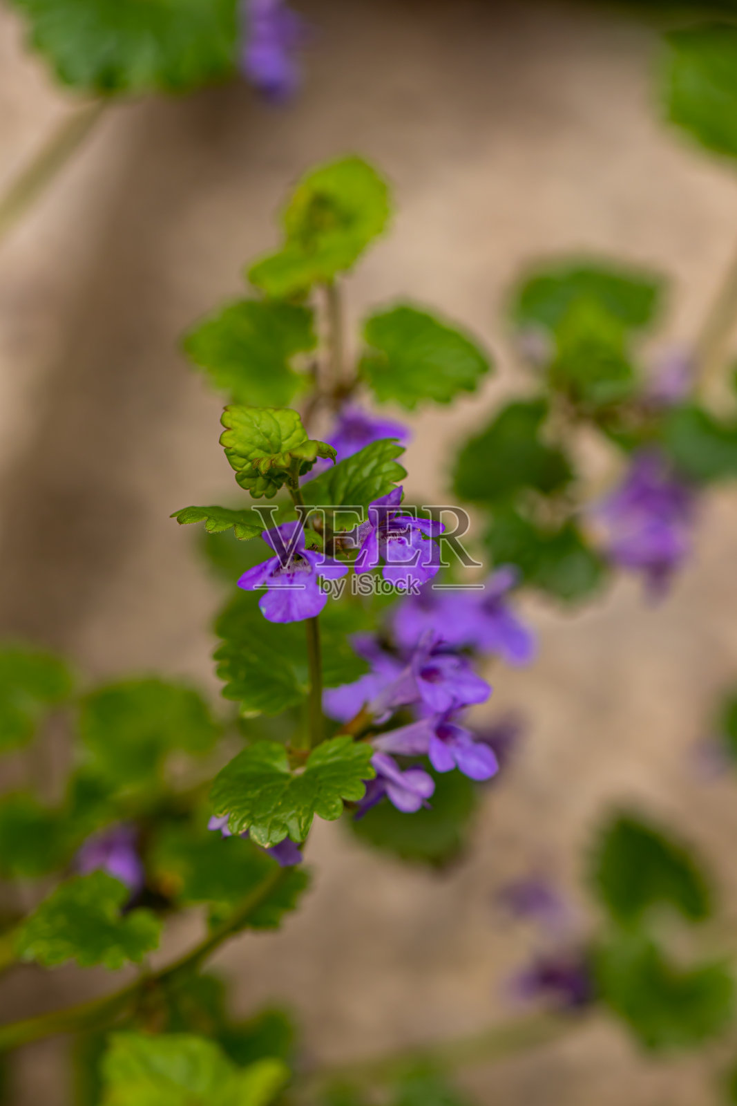 水仙花在花园里，近处照片摄影图片