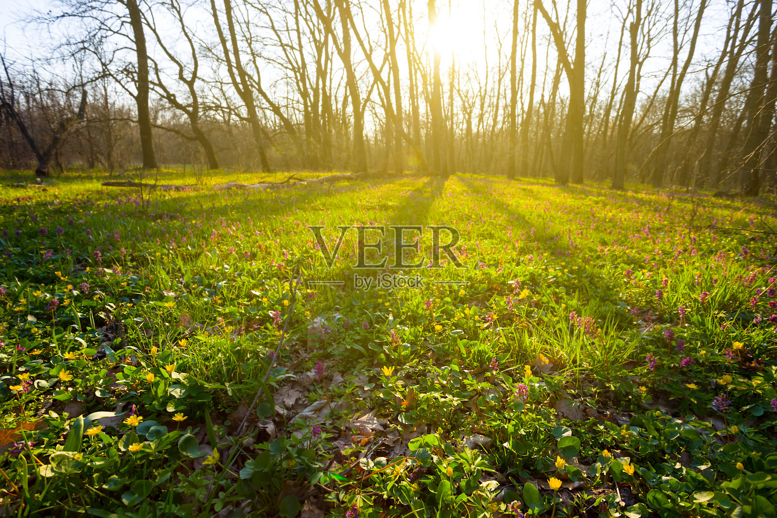 美丽的夏季森林林间空地与鲜花在日落，傍晚的乡村自然景色照片摄影图片