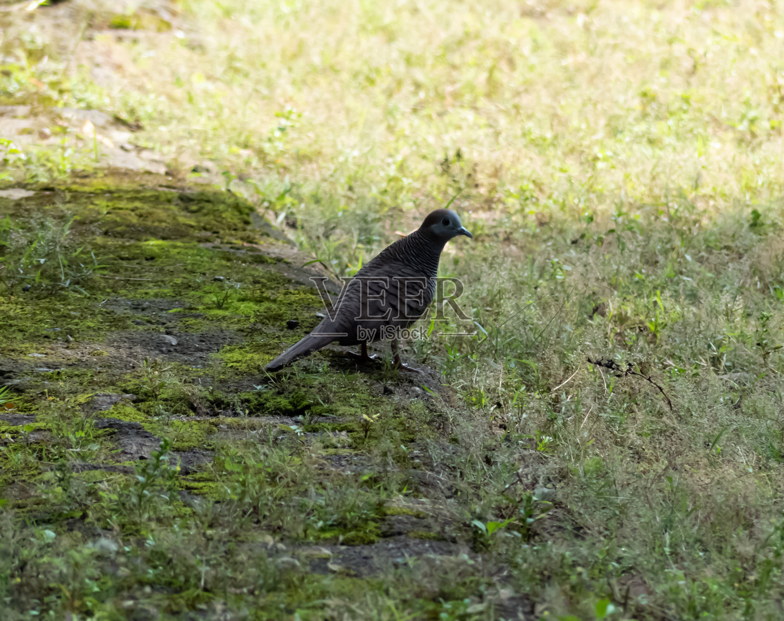 贾文。Javan turtledove (Geopelia striata)照片摄影图片