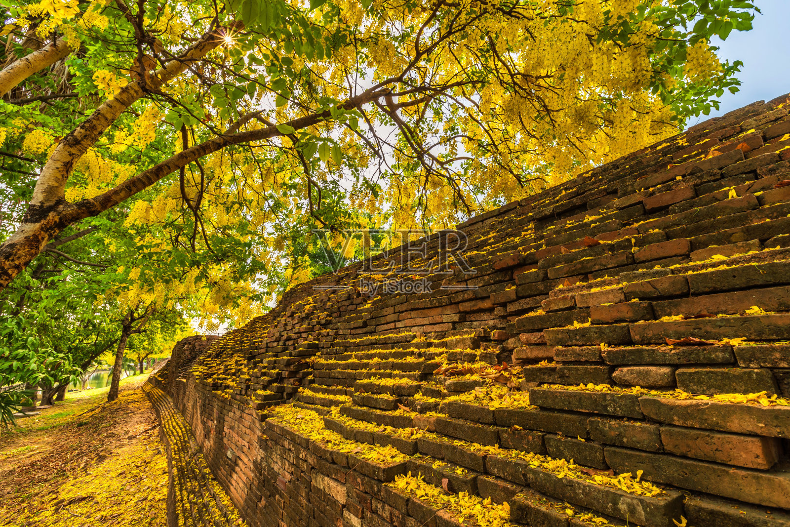 美丽的黄决明子瘘管(金淋浴树)盛开在树周围的护城河在泰国北部清迈。去东南亚旅游。照片摄影图片