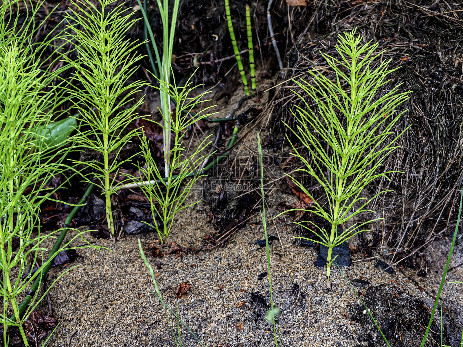 湖岸上的绿色植物看起来像小圣诞树照片摄影图片