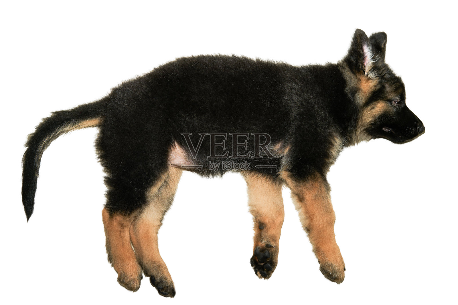 德国牧羊犬小狗睡在地板上隔离白色的缺口照片摄影图片