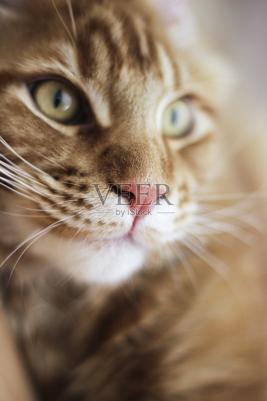 红缅因猫照片摄影图片