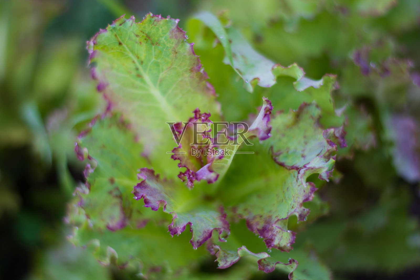 卷曲的菊苣准备采摘照片摄影图片