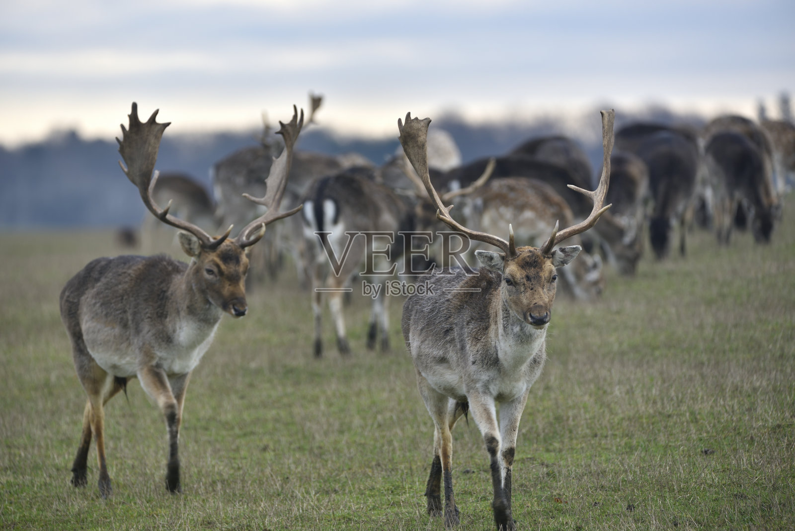 小鹿照片摄影图片