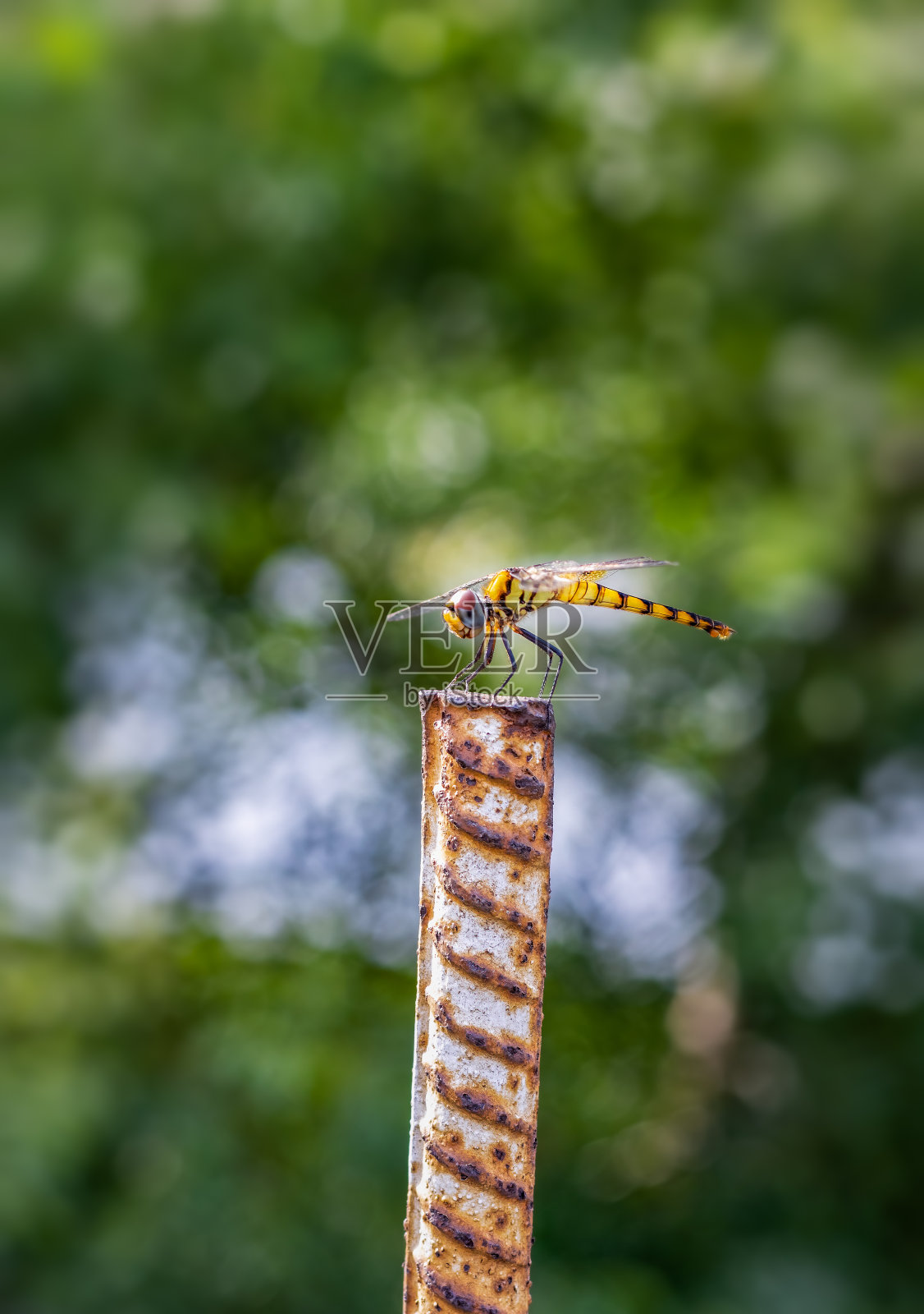 黄色的蜻蜓坐在一根杆子上照片摄影图片