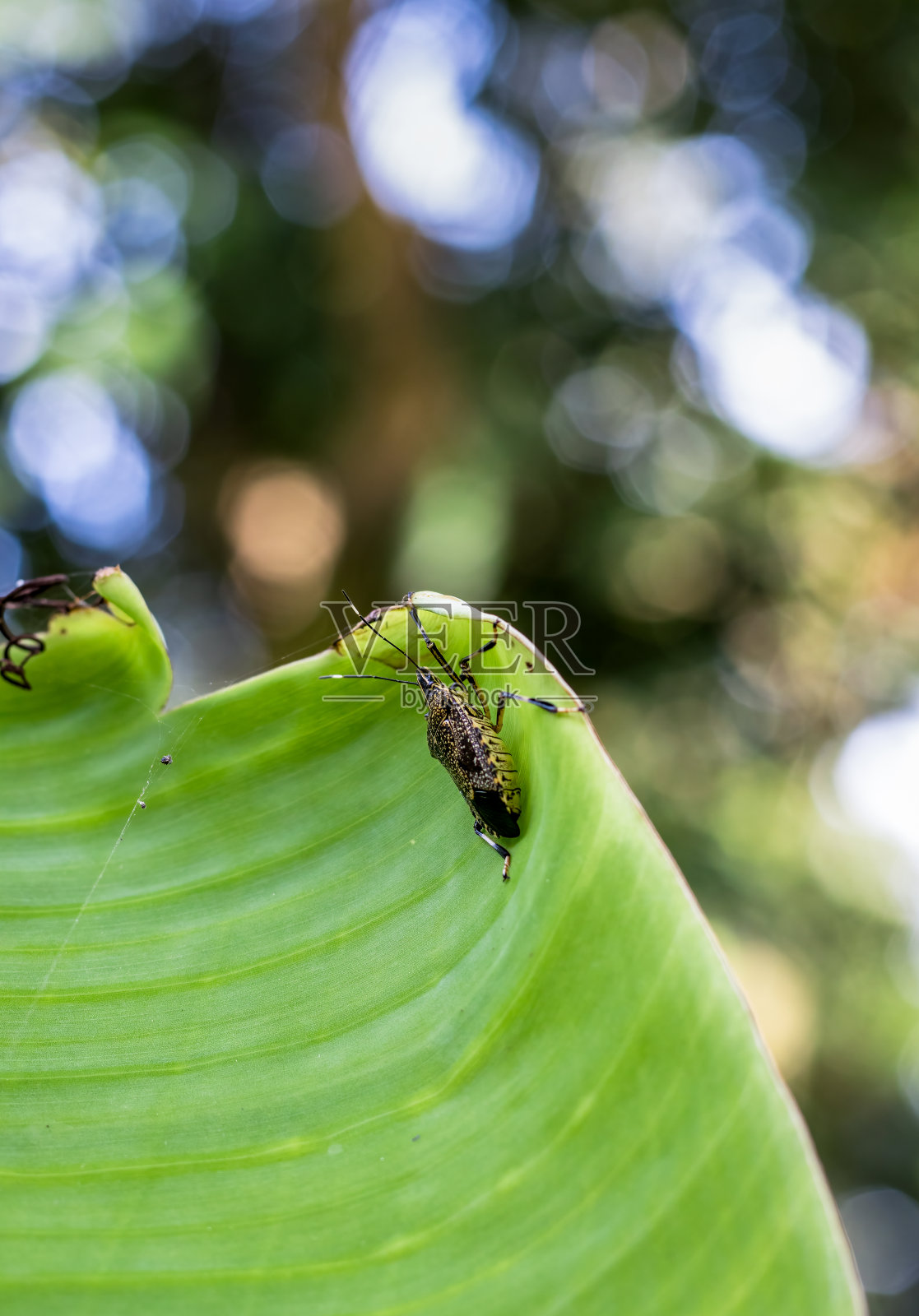 棕色的小虫子坐在香蕉叶上照片摄影图片