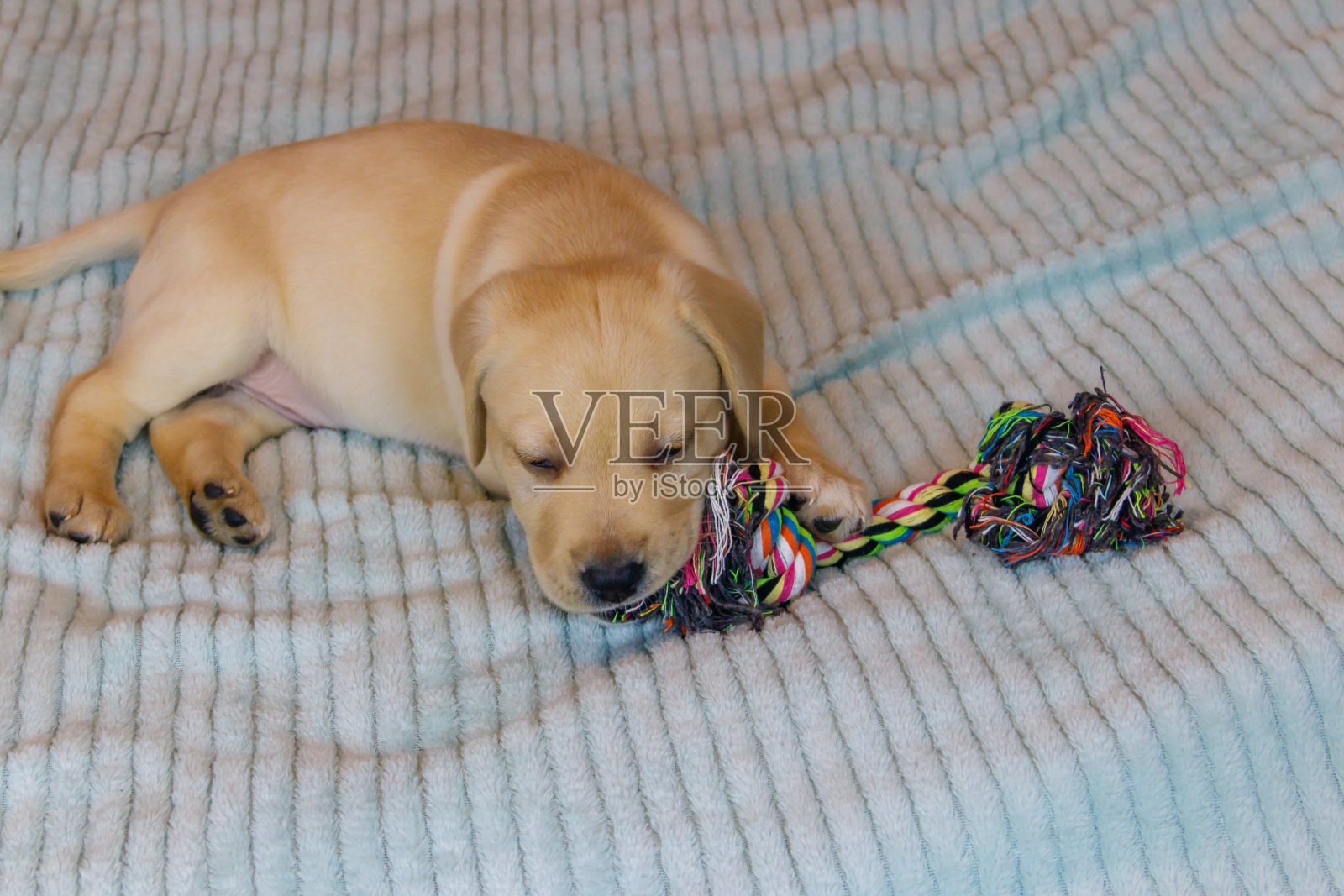 拉布拉多寻回小狗玩彩色绳子玩具照片摄影图片