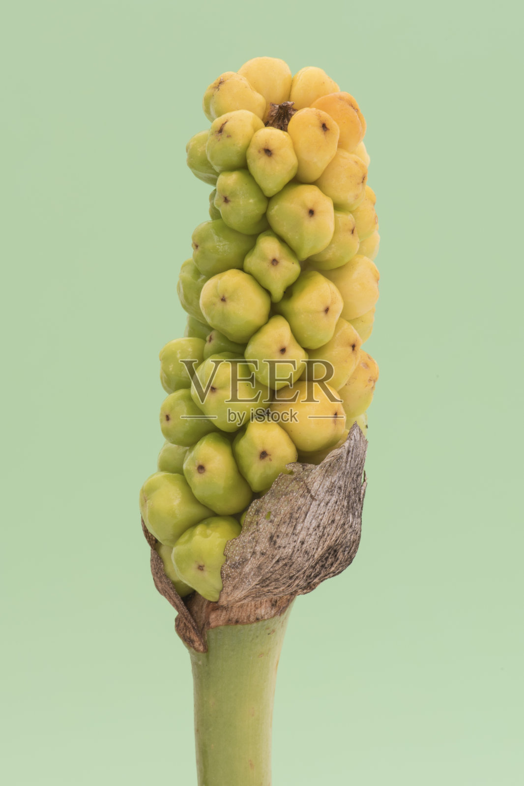 意大利海芋这种奇特的菠萝状植物的成熟果实，根据成熟程度呈黄绿色或橙色，均为深绿色照片摄影图片