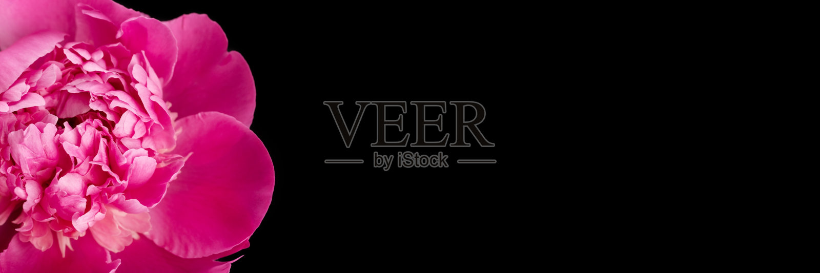 黑色背景上的粉红牡丹照片摄影图片