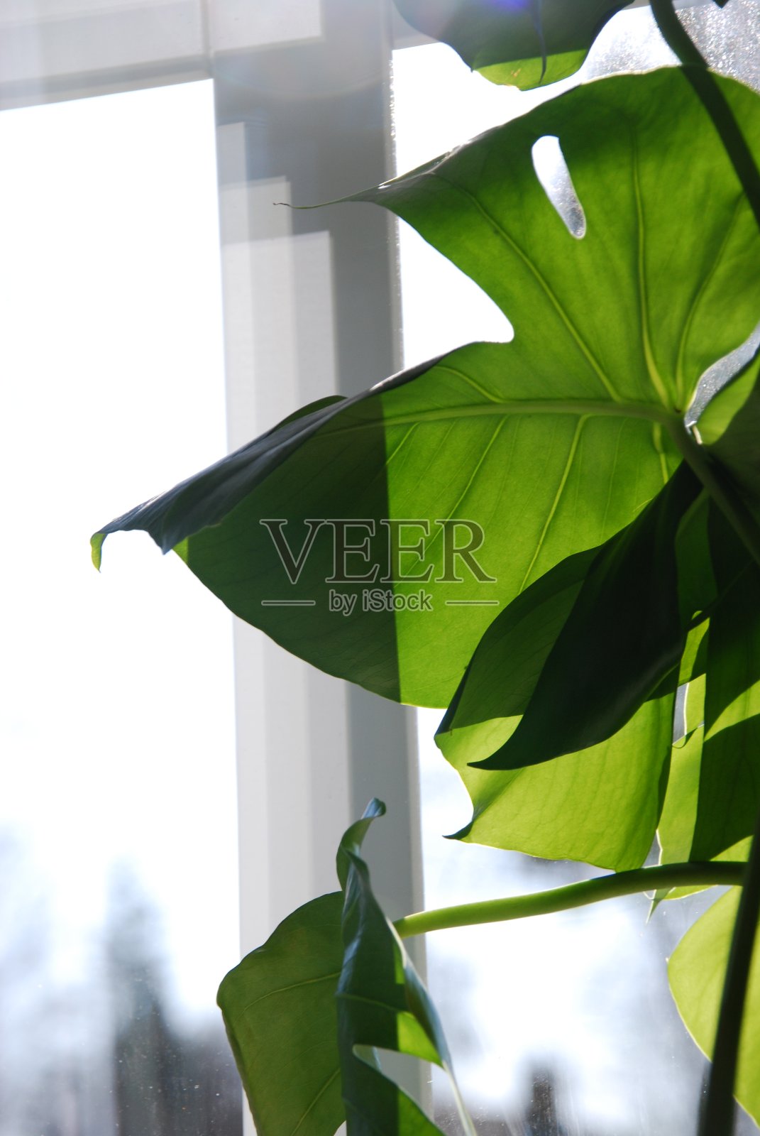 夏天的绿色照片摄影图片