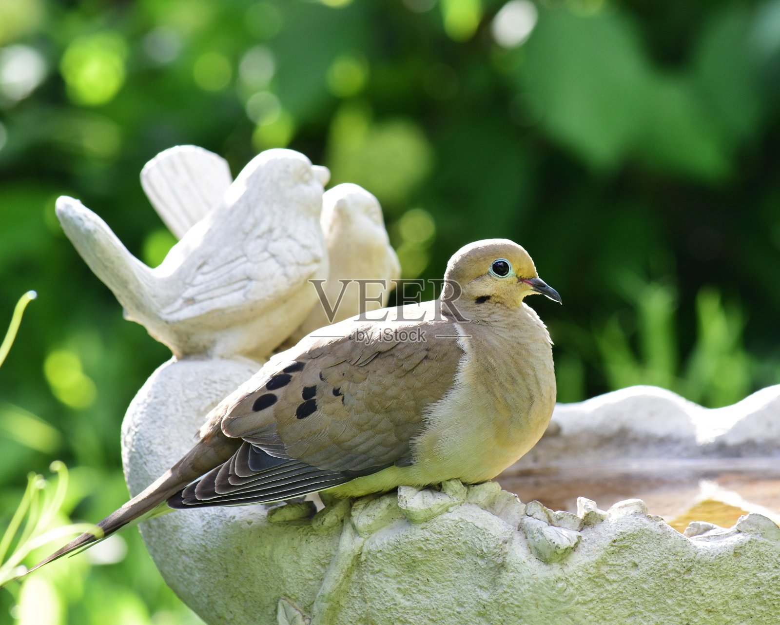 洗澡时间照片摄影图片