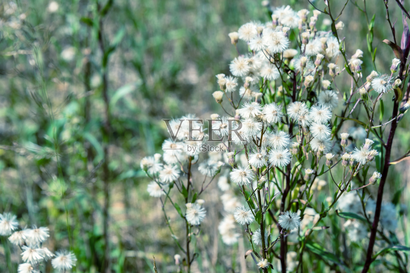 自然背景与松软的草地花在柔和的颜色。照片摄影图片