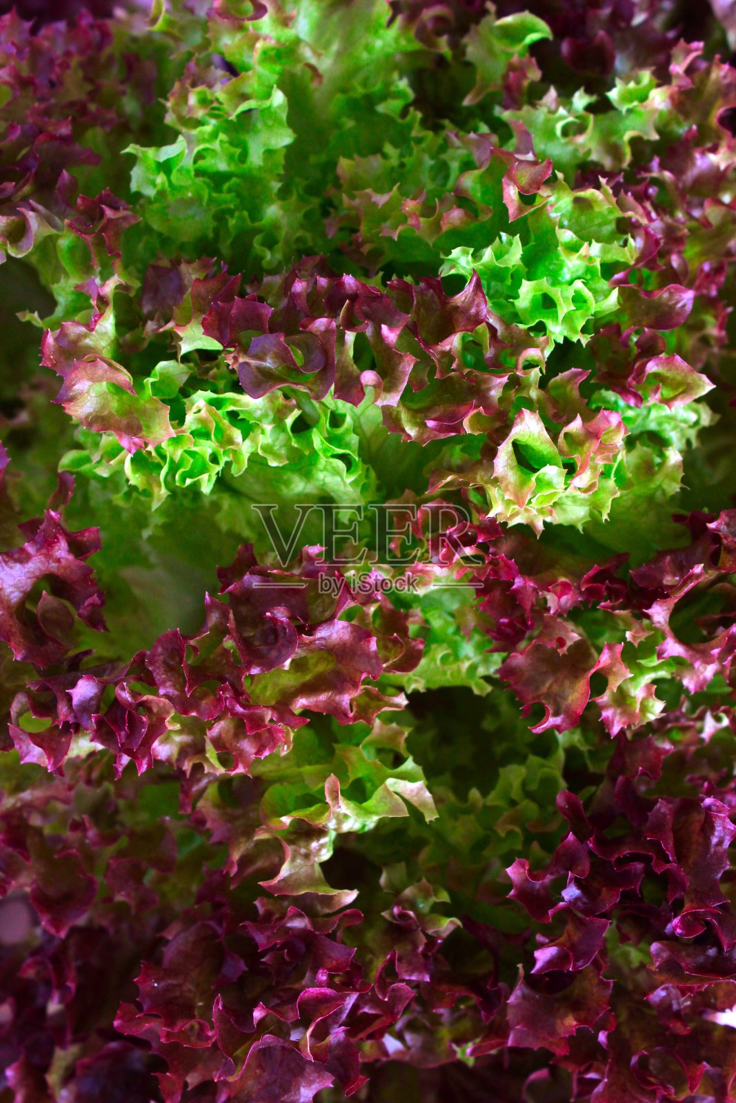 新鲜多彩的生菜沙拉背景。照片摄影图片