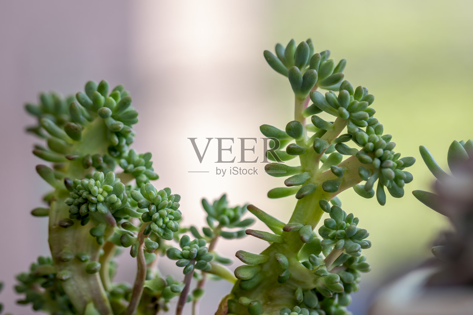 靠近美丽的仙人掌花在园艺花盆，平静和放松的爱好。照片摄影图片