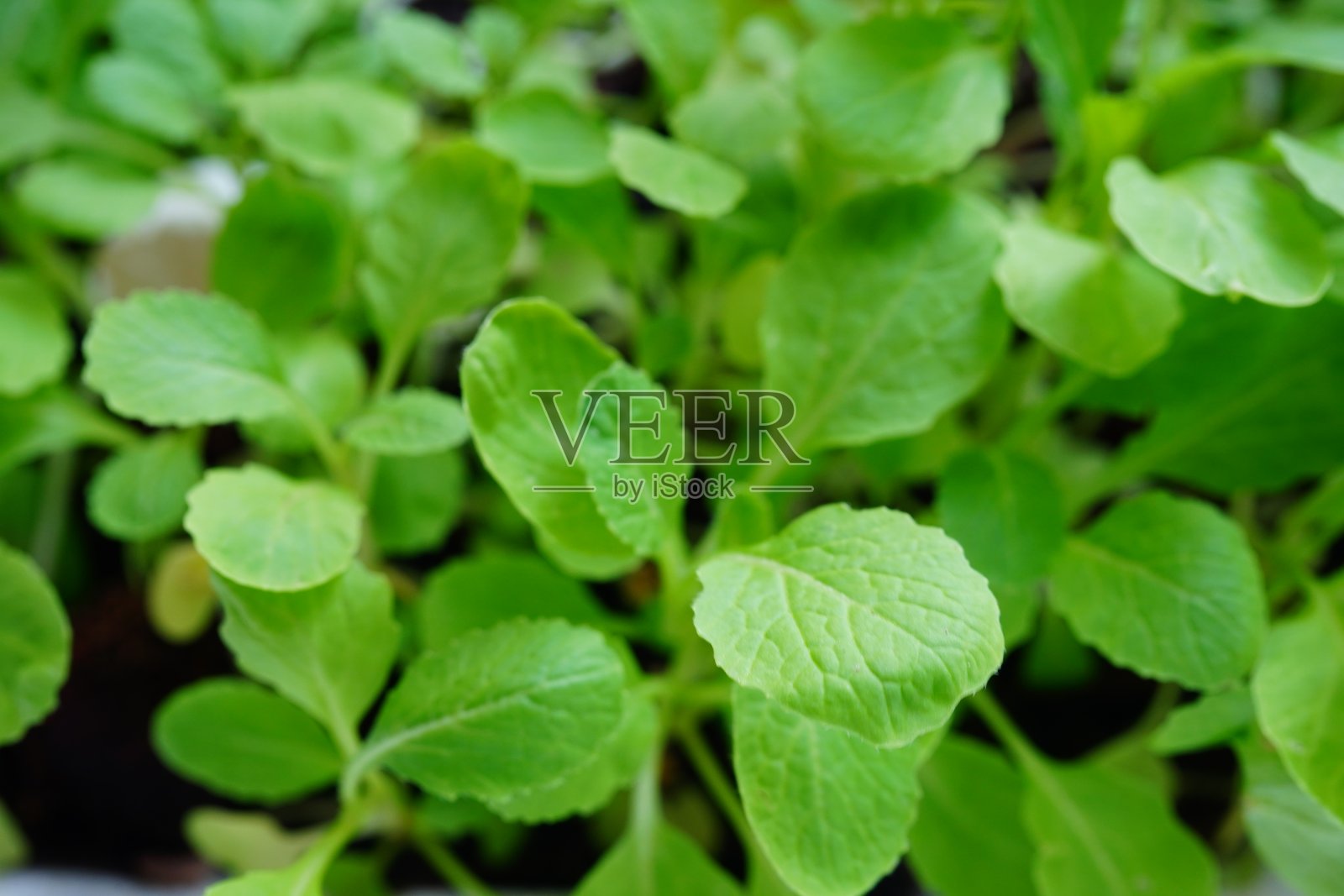 近距离观察中国羽衣甘蓝幼苗的生长照片摄影图片