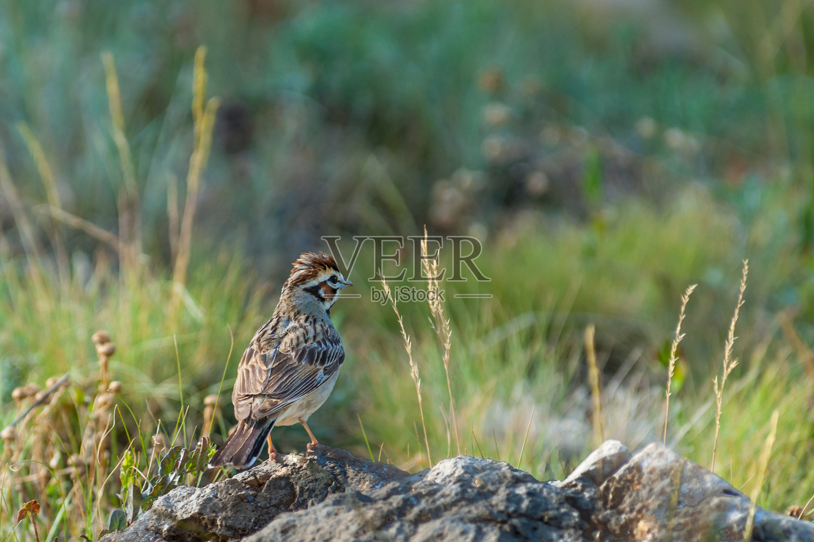 岩石上的云雀照片摄影图片