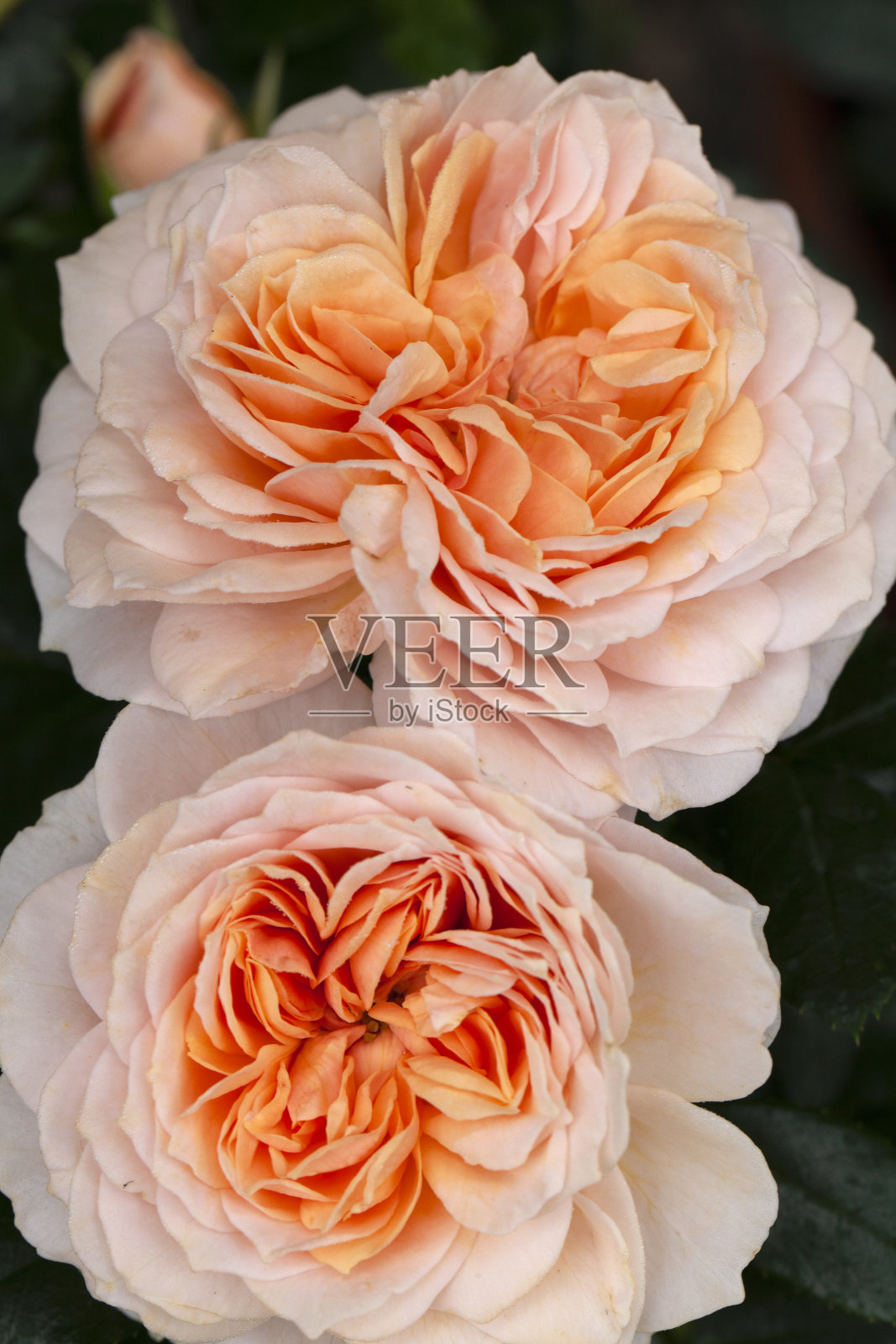 花园里开着黄色和粉红色的玫瑰花照片摄影图片