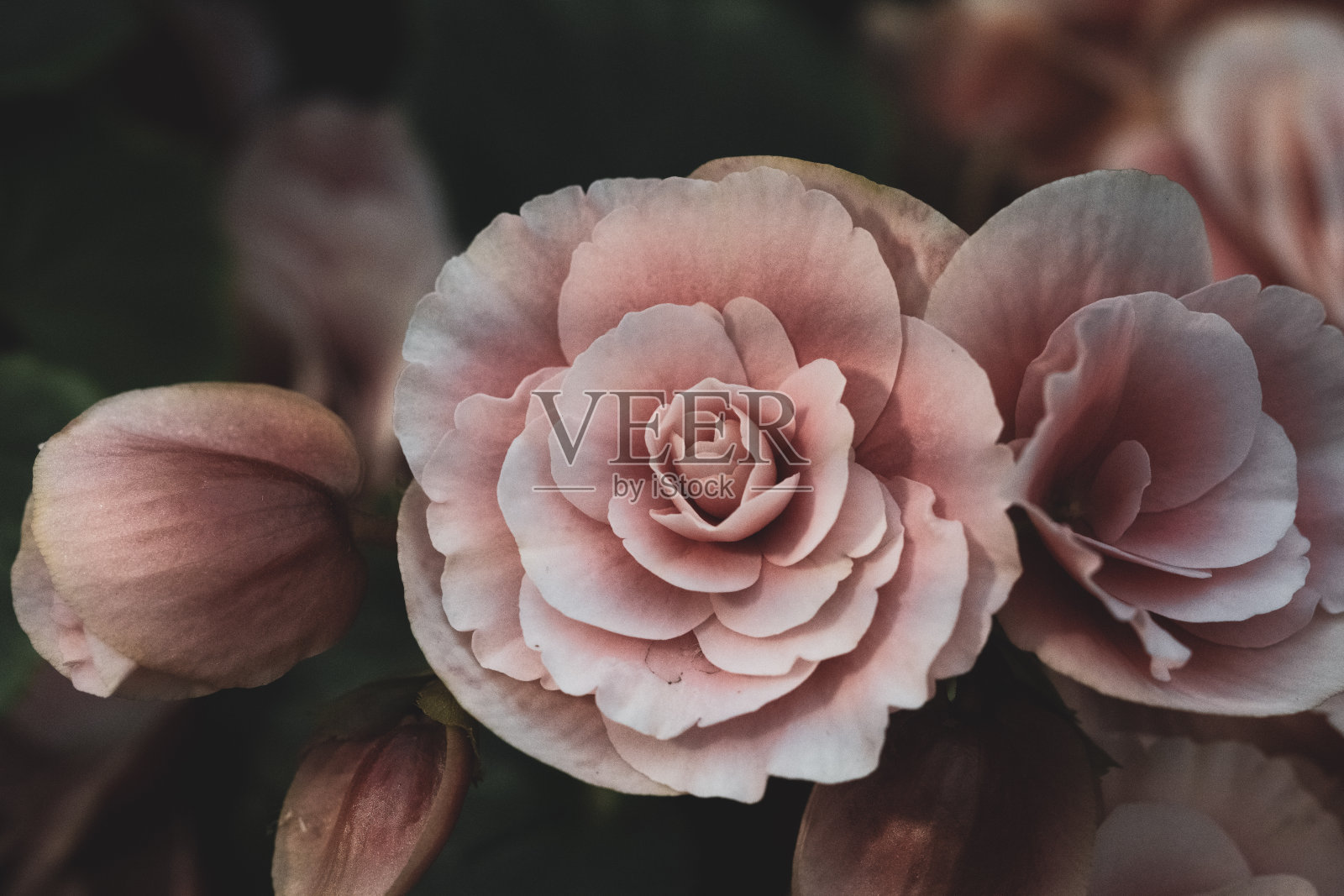 豪华玫瑰花束照片摄影图片