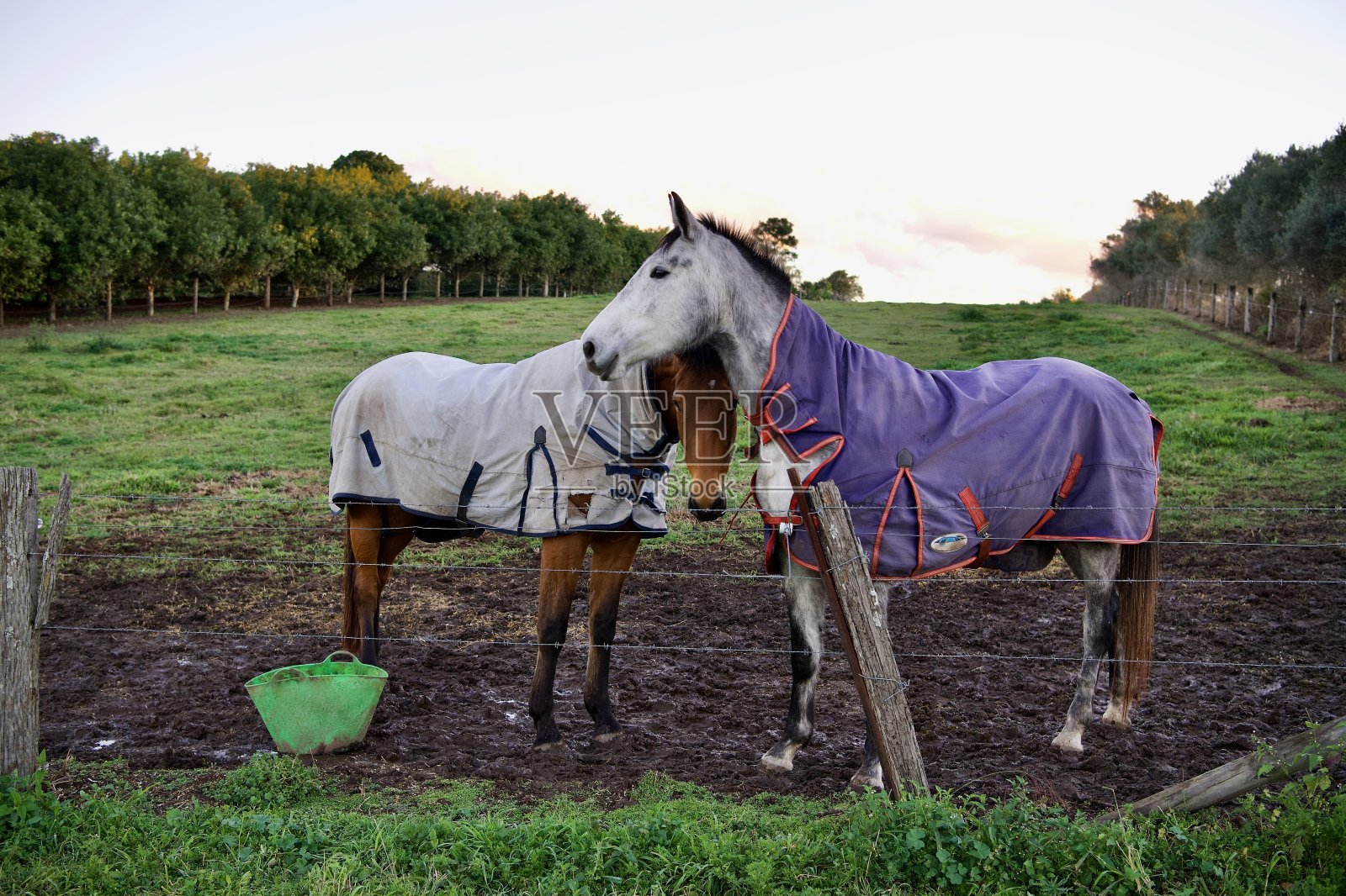 宠物马，莫吉尔，昆士兰照片摄影图片