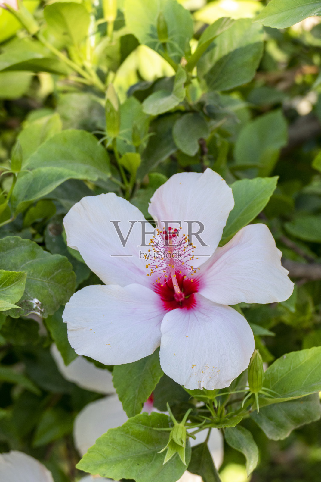 白夏威夷木槿花照片摄影图片
