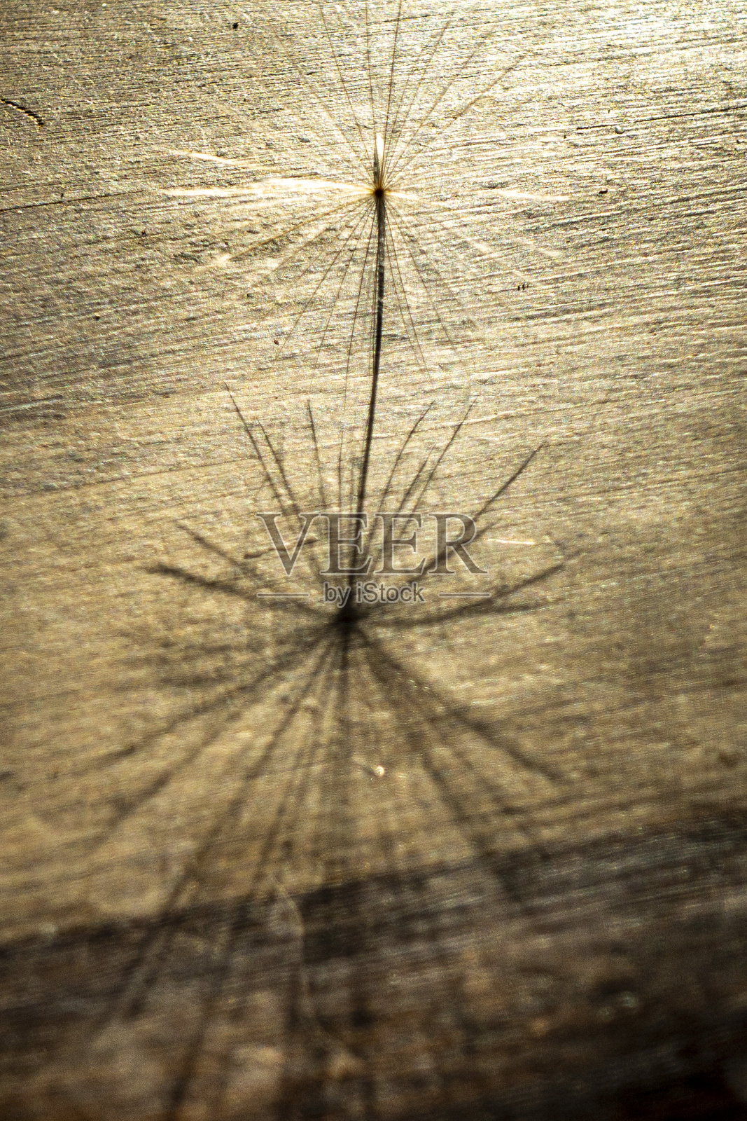 桌上的蒲公英种子的pappus照片摄影图片