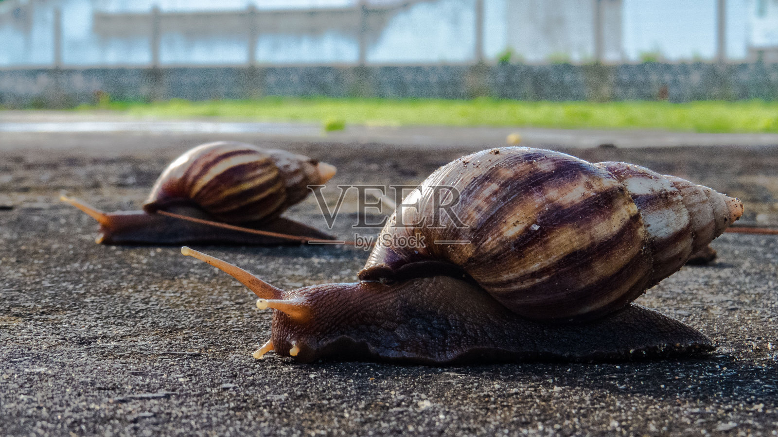 蜗牛赛跑照片摄影图片