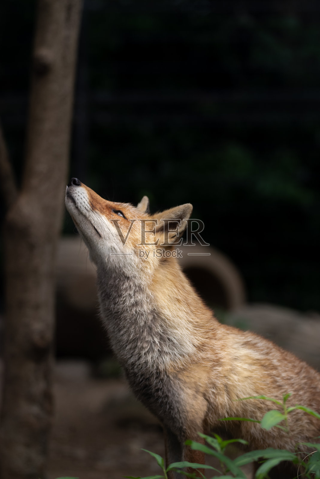 红狐狸照片摄影图片