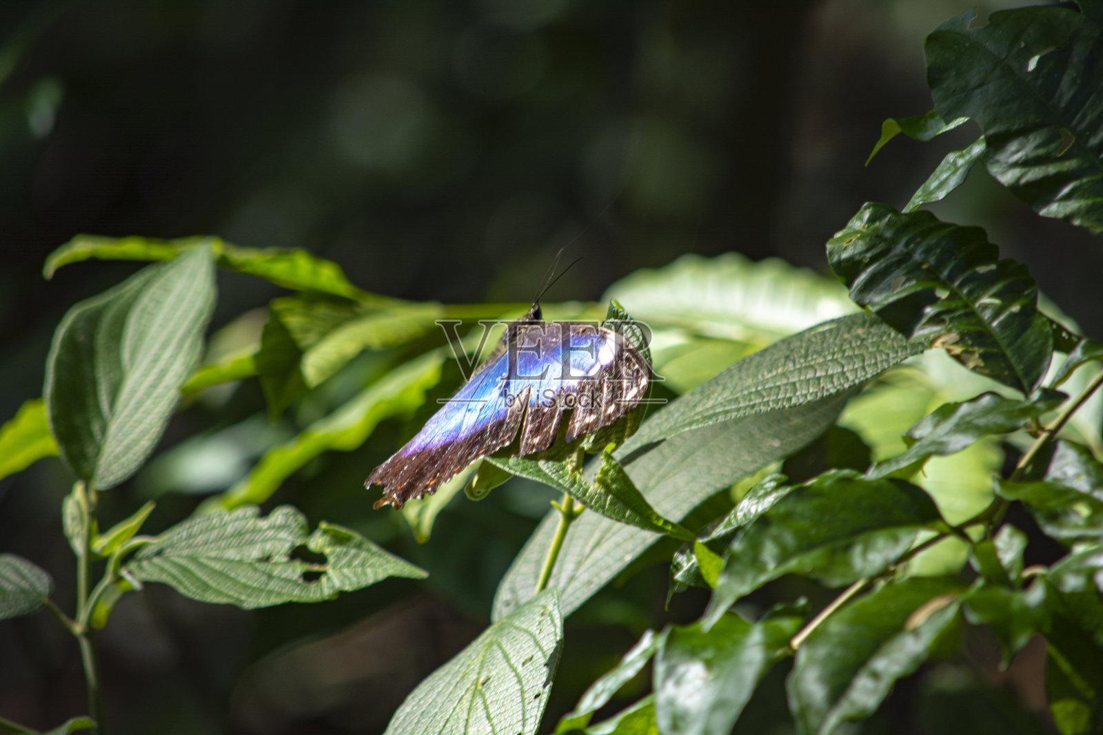 蓝色的蝴蝶照片摄影图片
