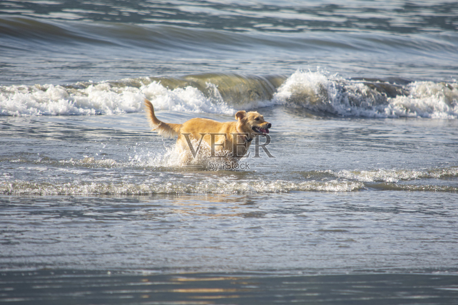 海滩上的狗照片摄影图片
