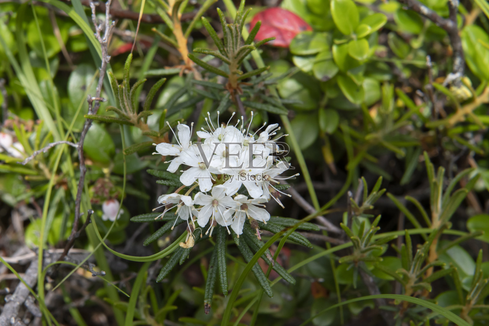 森林里的马什·巴古尼克照片摄影图片