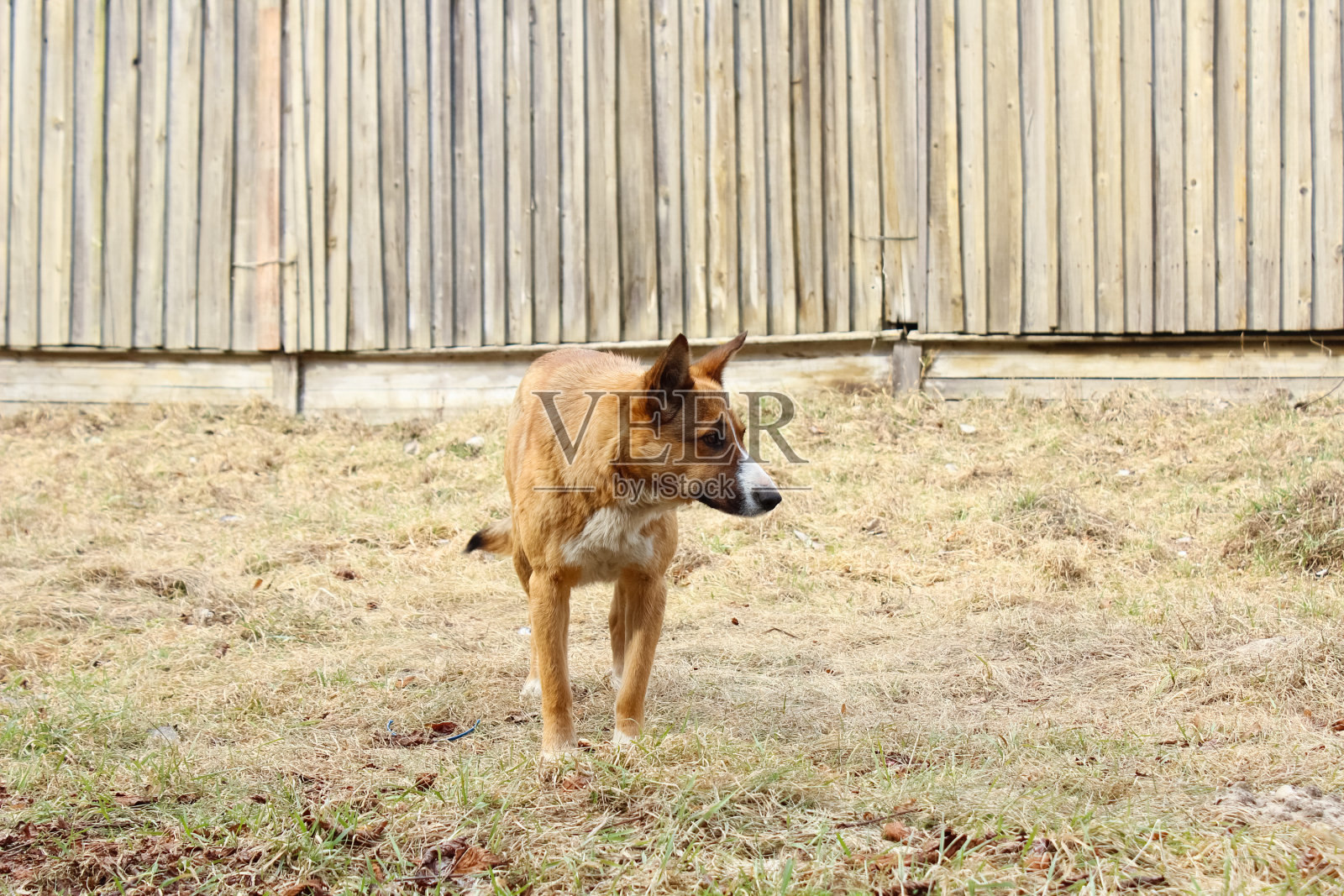 红狗靠在木栅栏上照片摄影图片