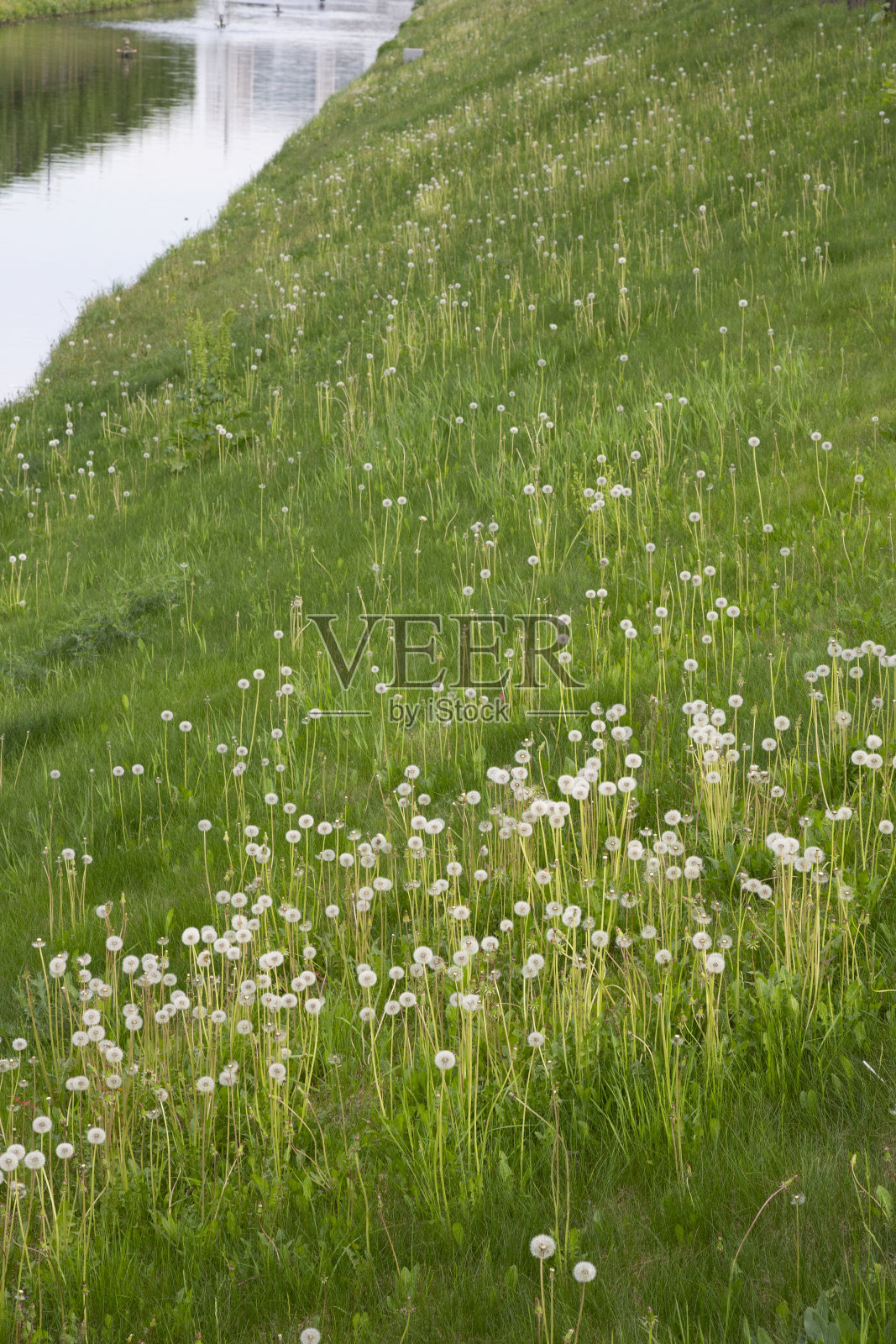 风吹着气球，对着夕阳。宁静的夏季景观，白色蓬松的蒲公英头照片摄影图片