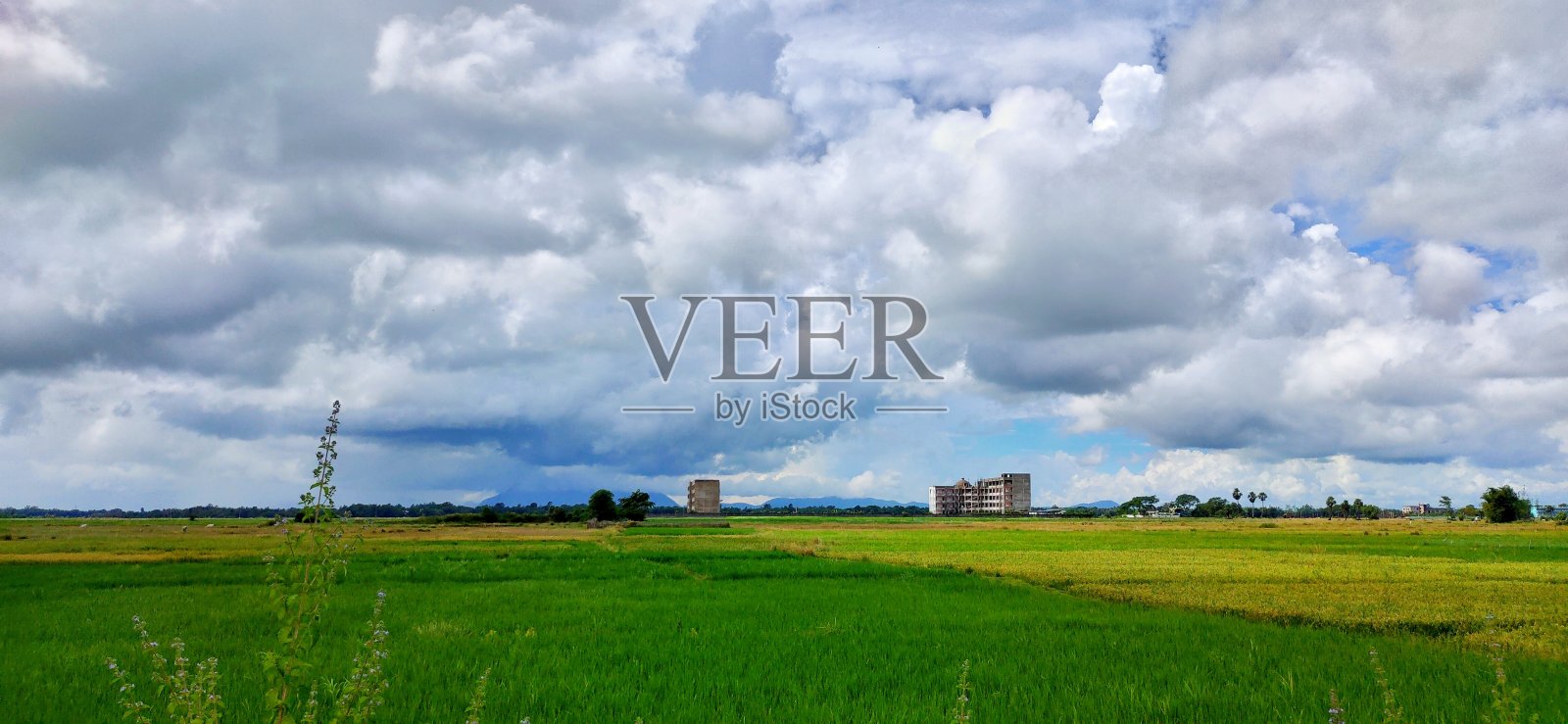 迷失在绿色植物照片摄影图片