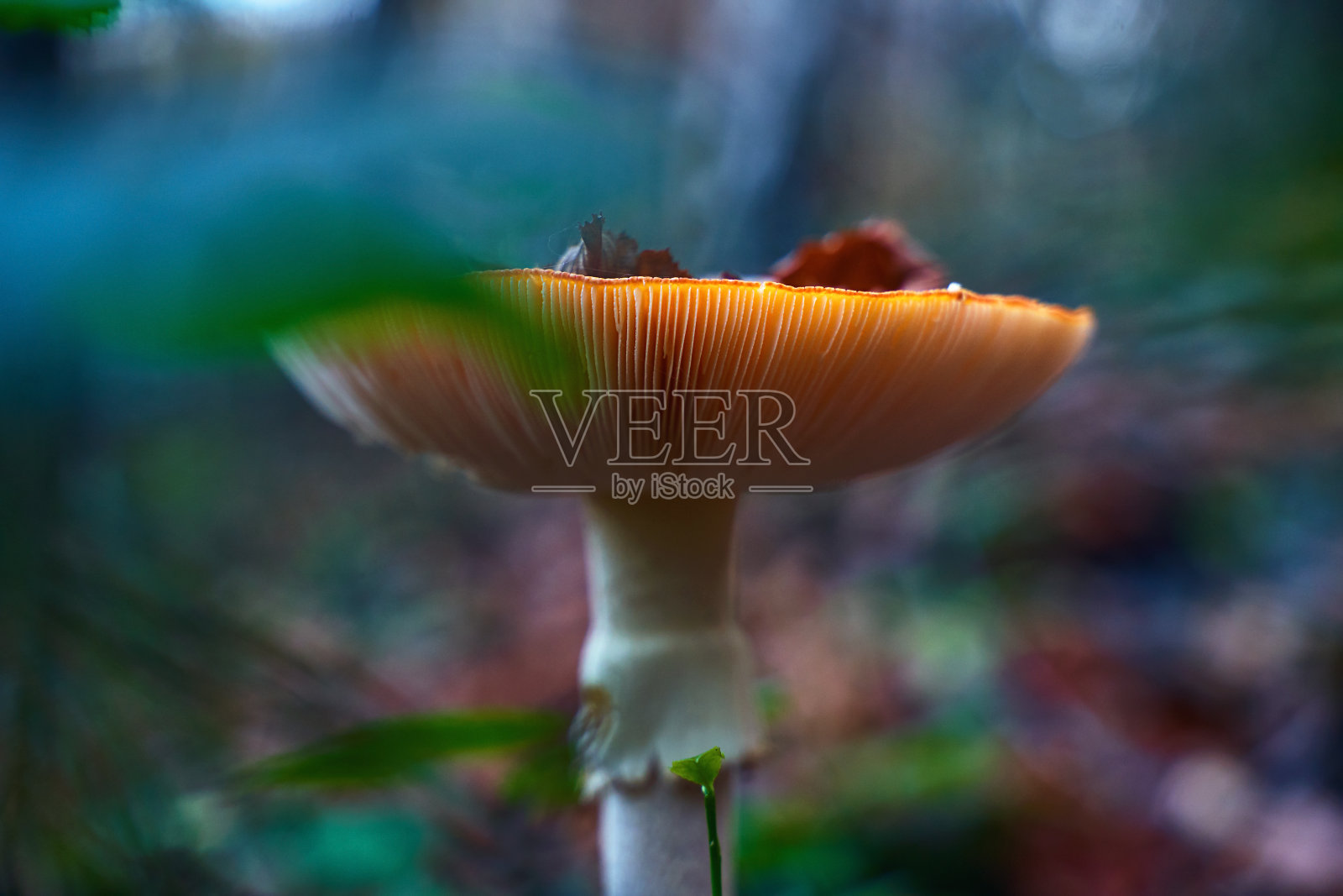 毒鹅膏菌是一种有毒的蘑菇，在秋天的森林里有一个突出的帽子，上面有干燥的叶子照片摄影图片