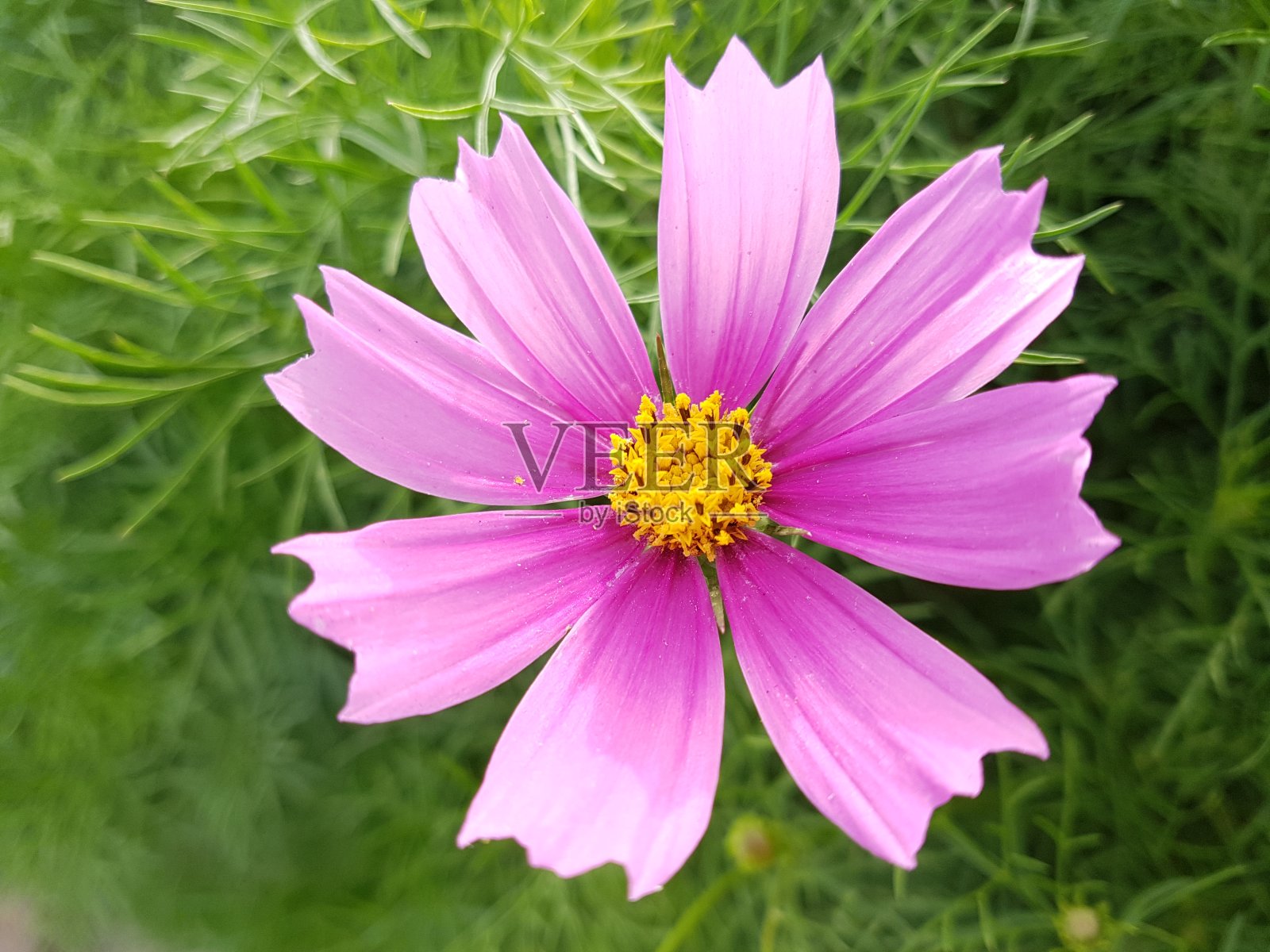 花园里的粉红色宇宙花和黄色花粉照片摄影图片