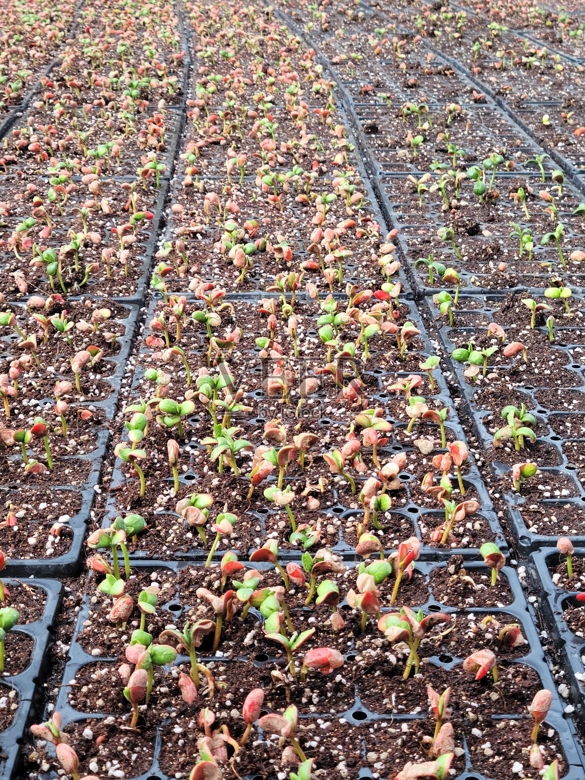 幼苗的豆子照片摄影图片