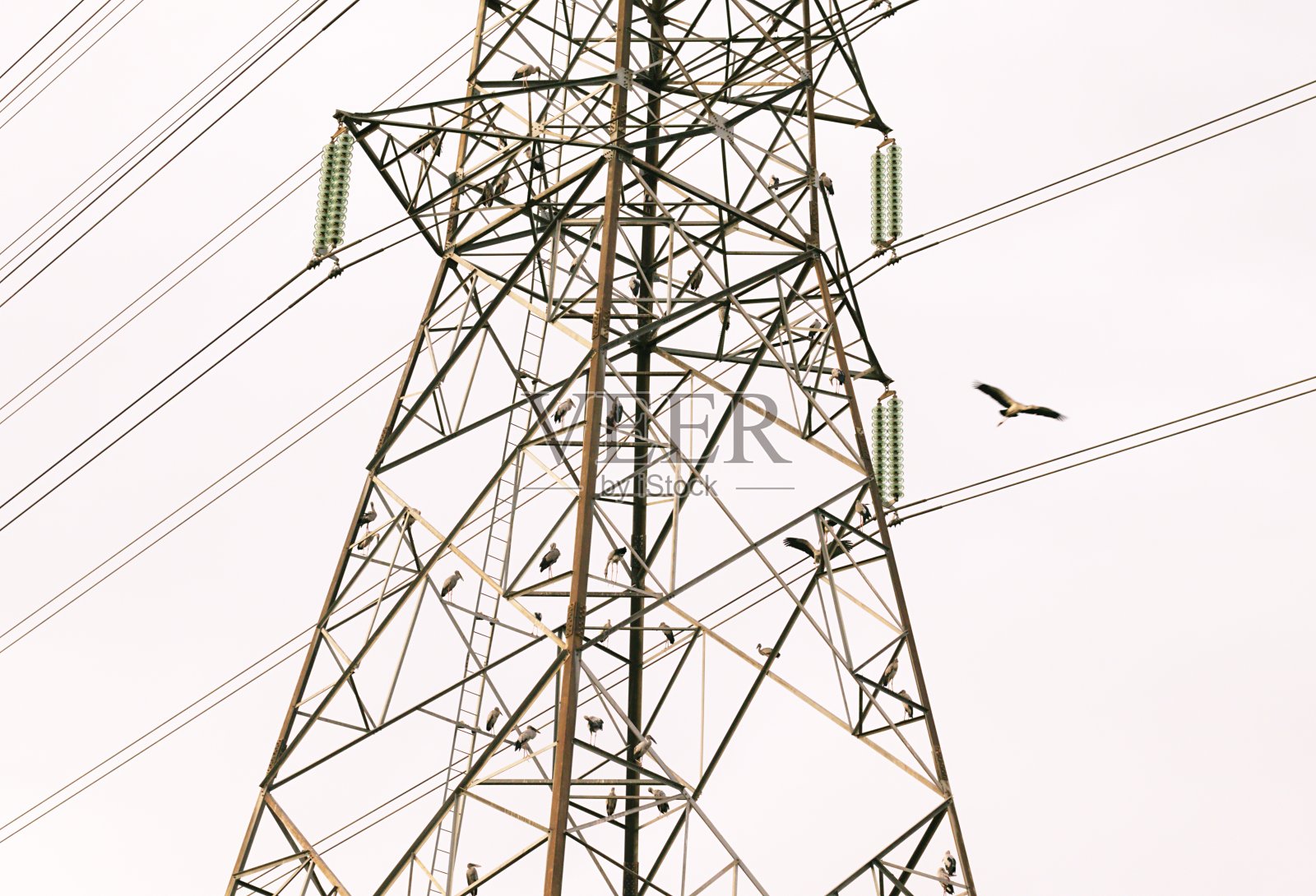 黄昏时分带鸟棍的高压塔。降雨量密切照片摄影图片