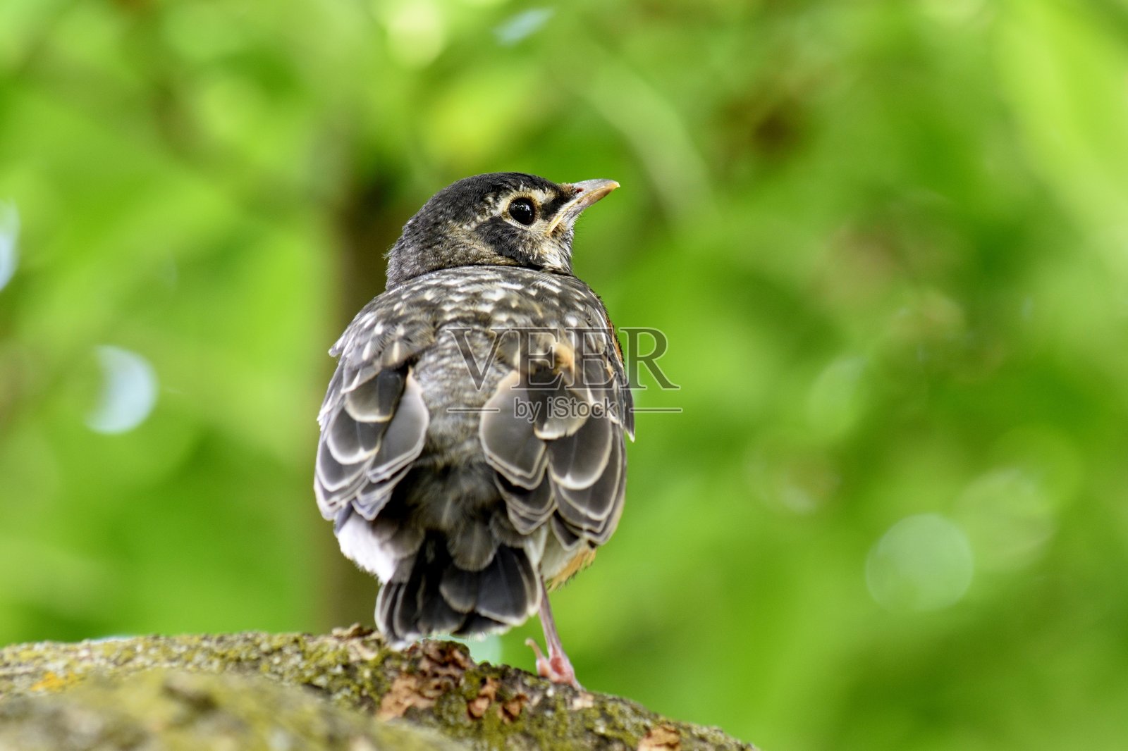 甜蜜的小罗宾照片摄影图片