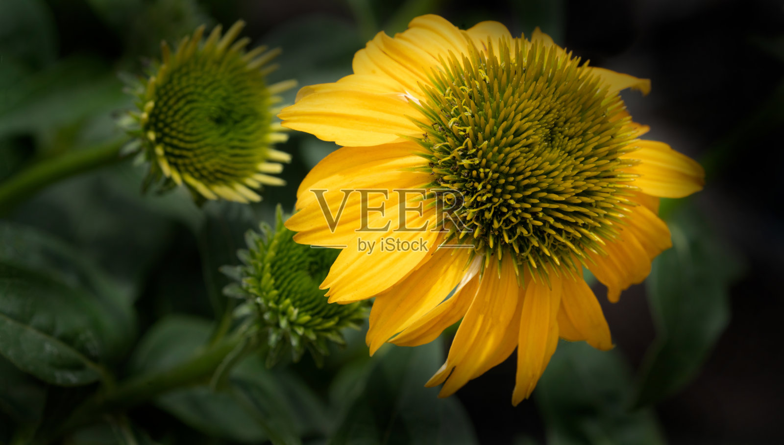 黄色的紫锥菊照片摄影图片