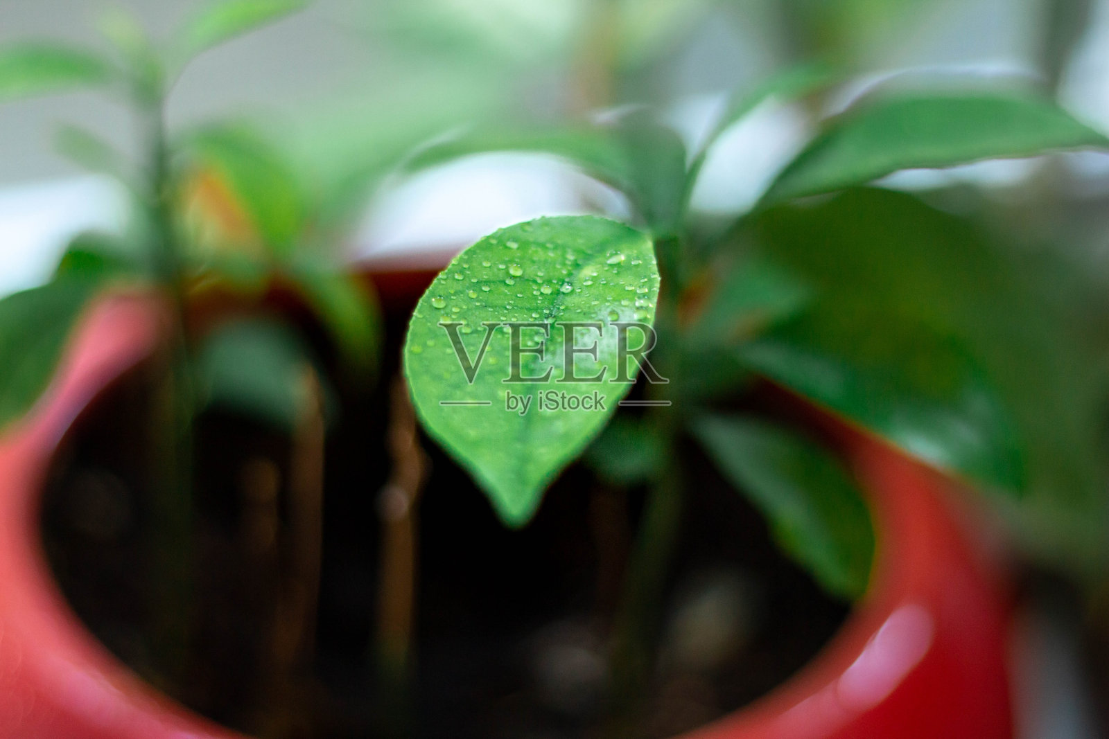 橘子在窗户上的花盆里照片摄影图片