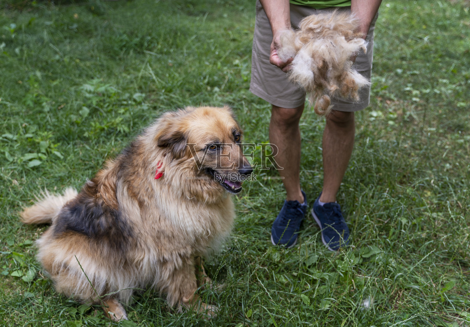 在户外脱毛后毛茸茸的大狗。手里拿着羊毛的人。照片摄影图片