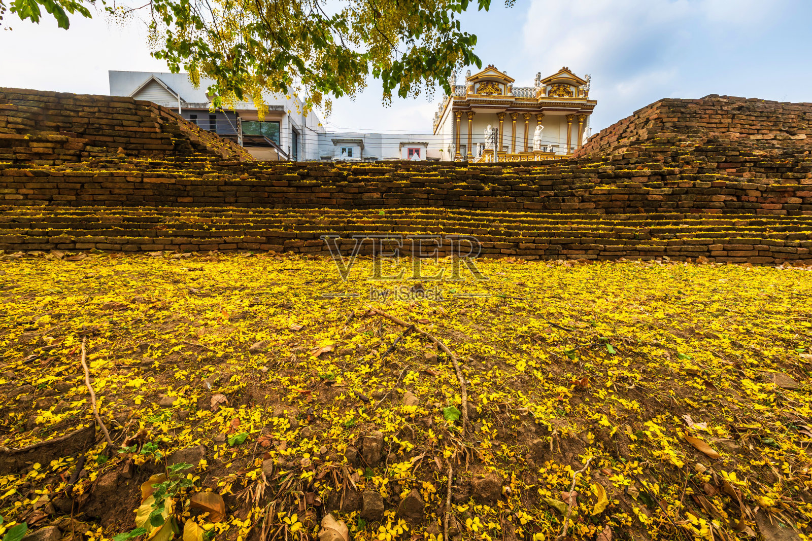 美丽的黄决明子瘘管(金淋浴树)盛开在树周围的护城河在泰国北部清迈。去东南亚旅游。照片摄影图片