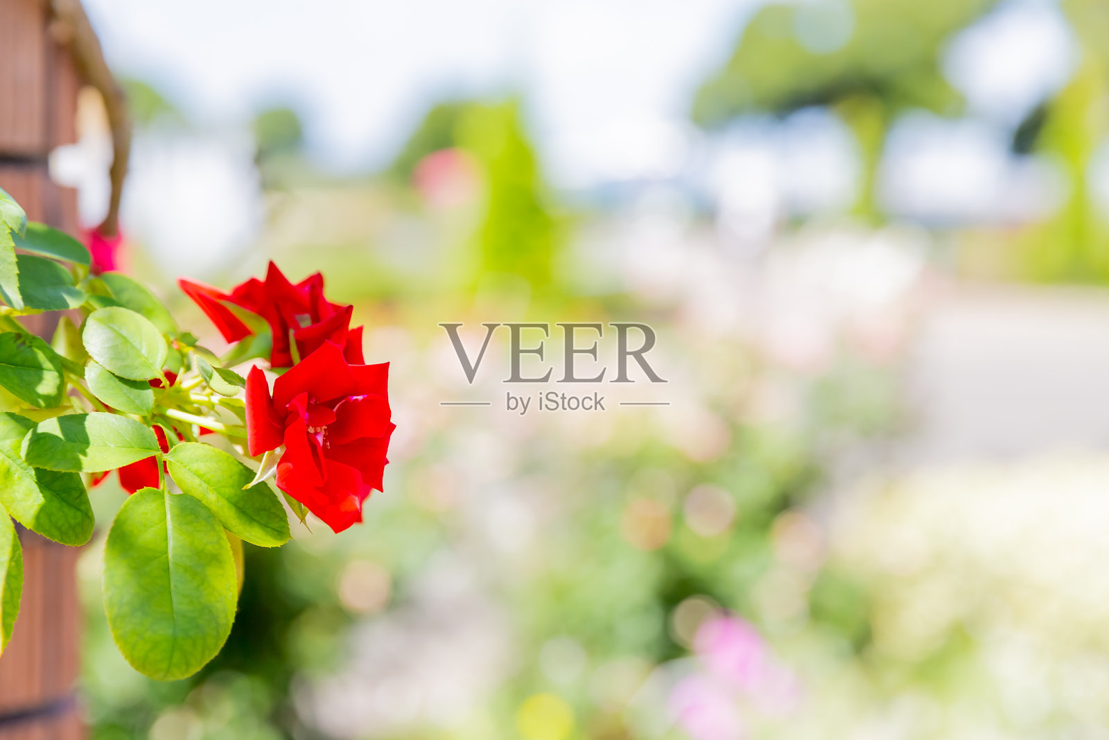 玫瑰，花园里的红花照片摄影图片