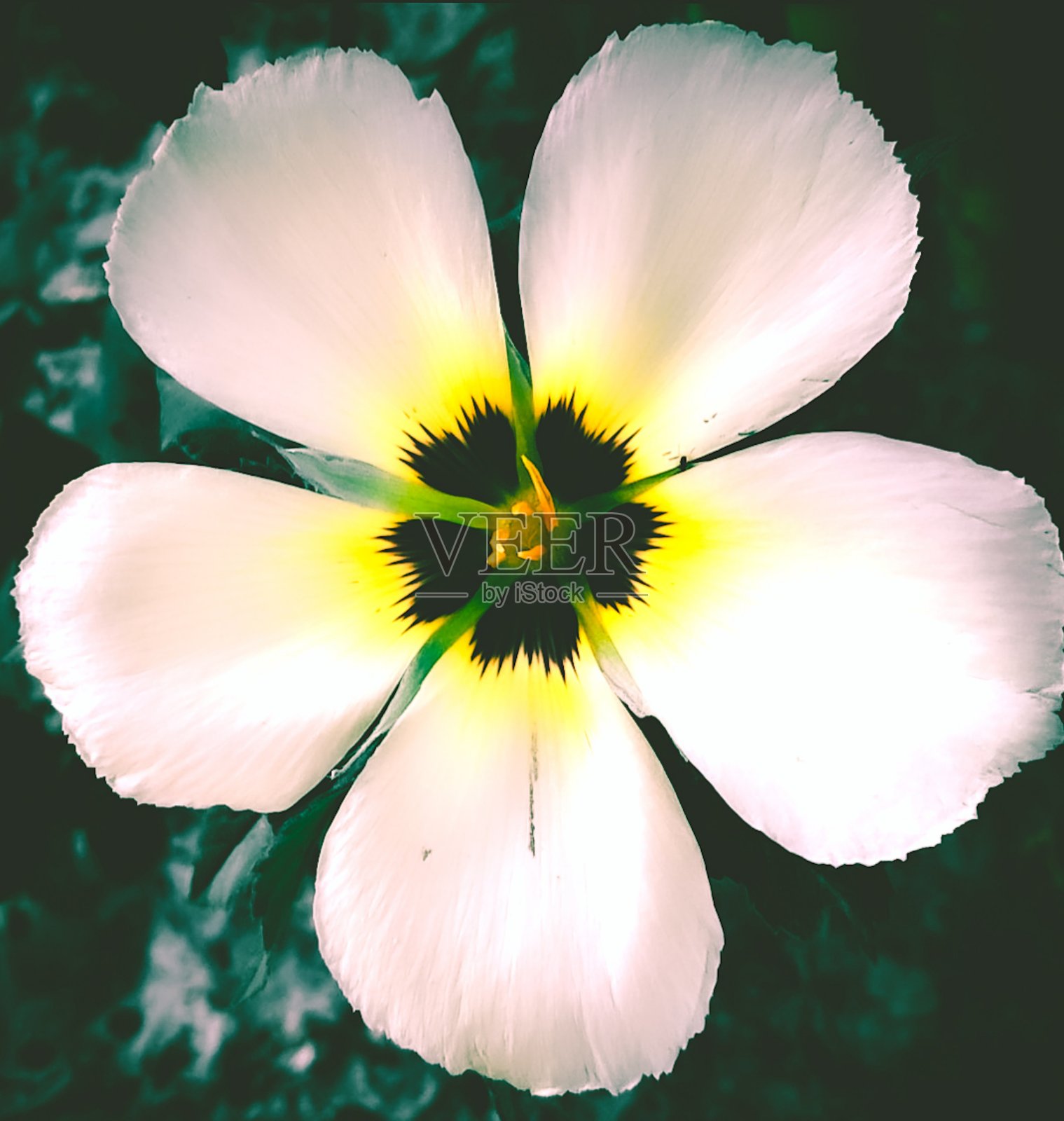 鸡蛋花具有深色的忧郁效果照片摄影图片