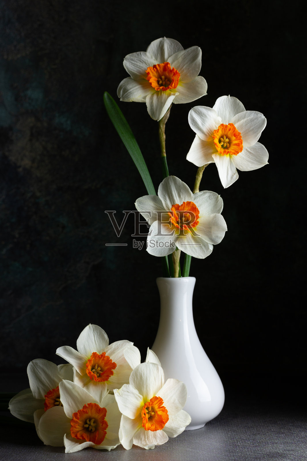 一束美丽的水仙花或水仙在一个白色的花瓶在一个黑暗的背景。照片摄影图片