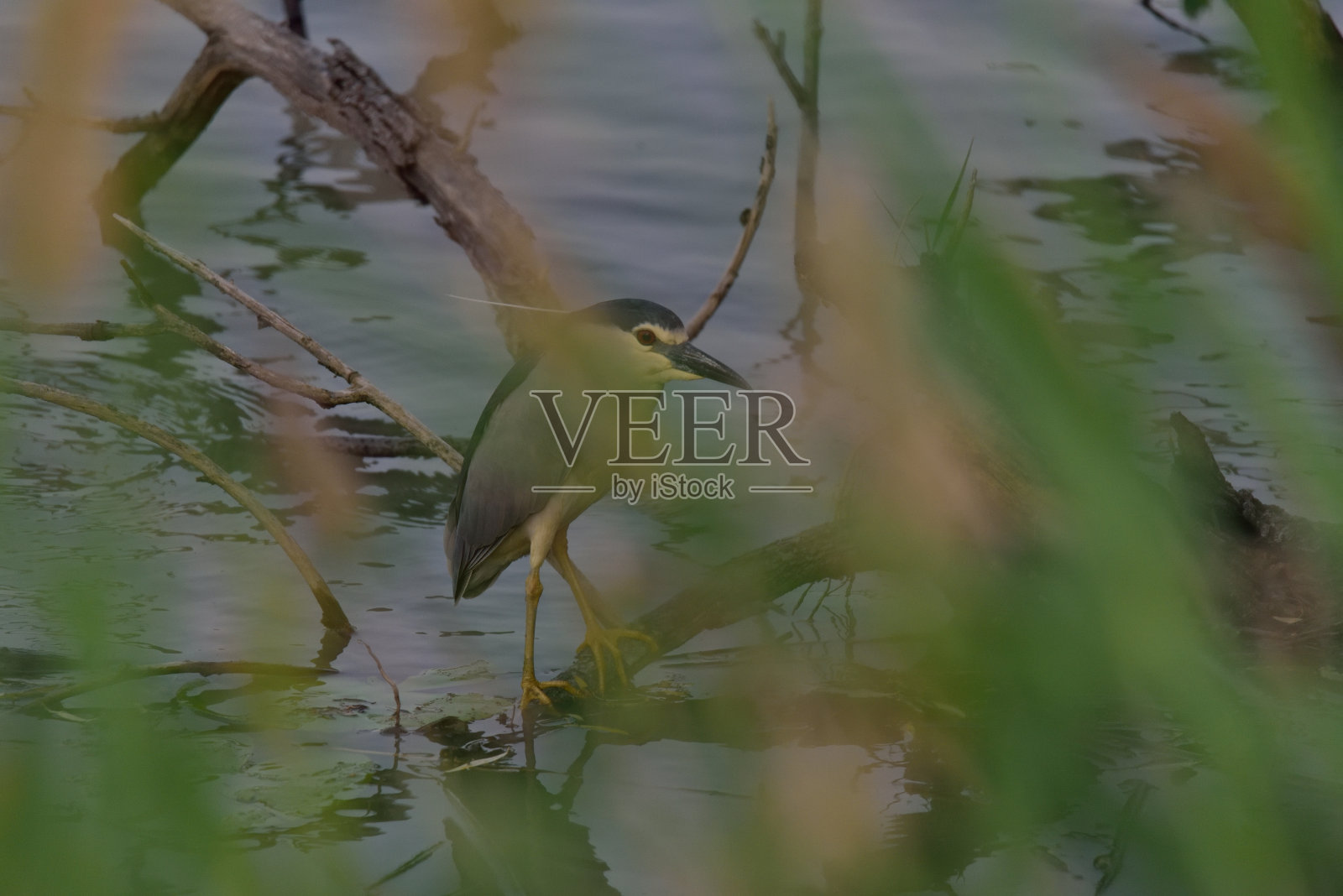 夜鹭鸟(夜鹭)在树枝上摆姿势。南波萨拉莫的Nitticora。Campotto、意大利照片摄影图片