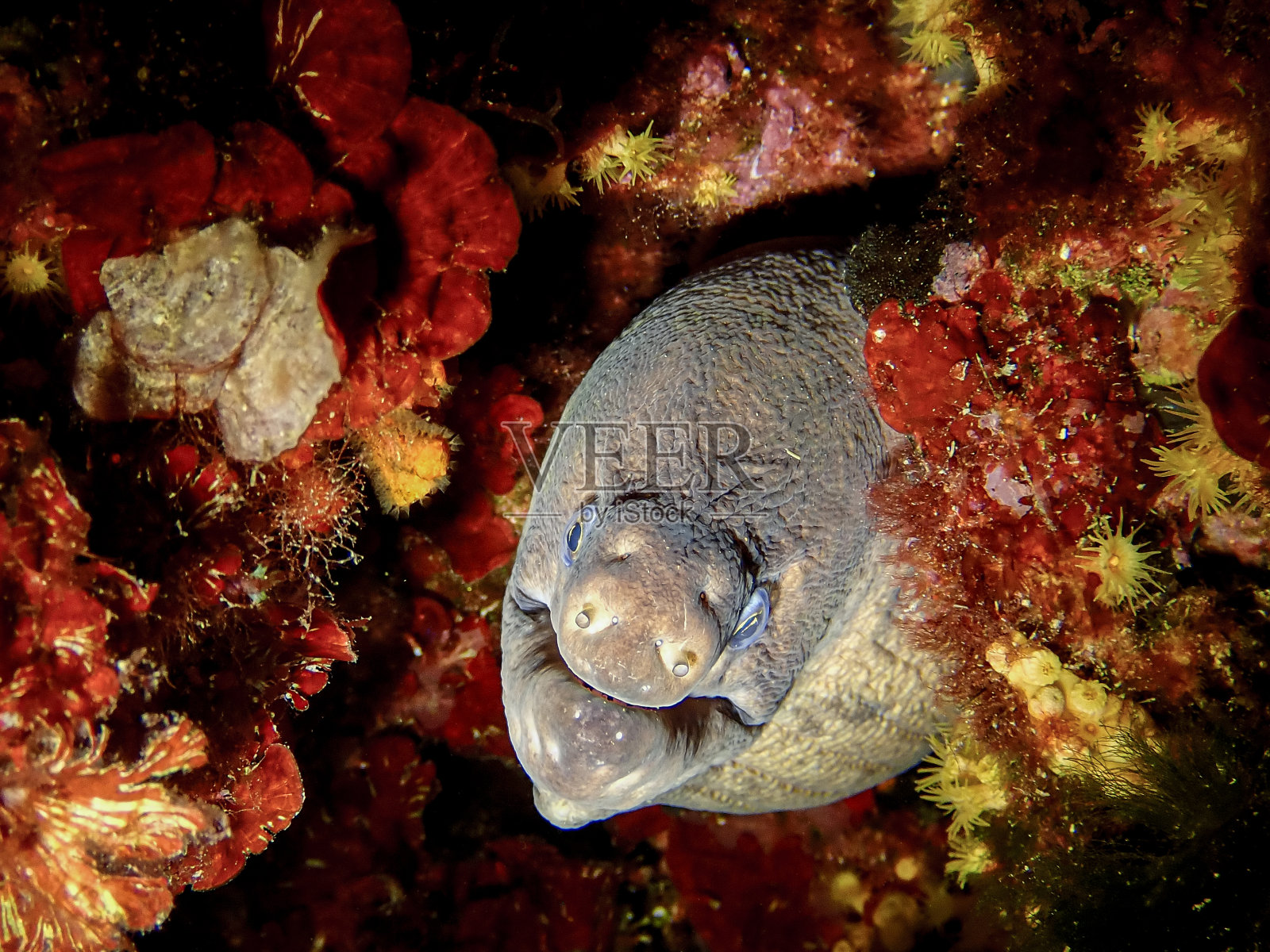 海鳗科，海鳗，洞穴背景，选择性聚焦照片摄影图片
