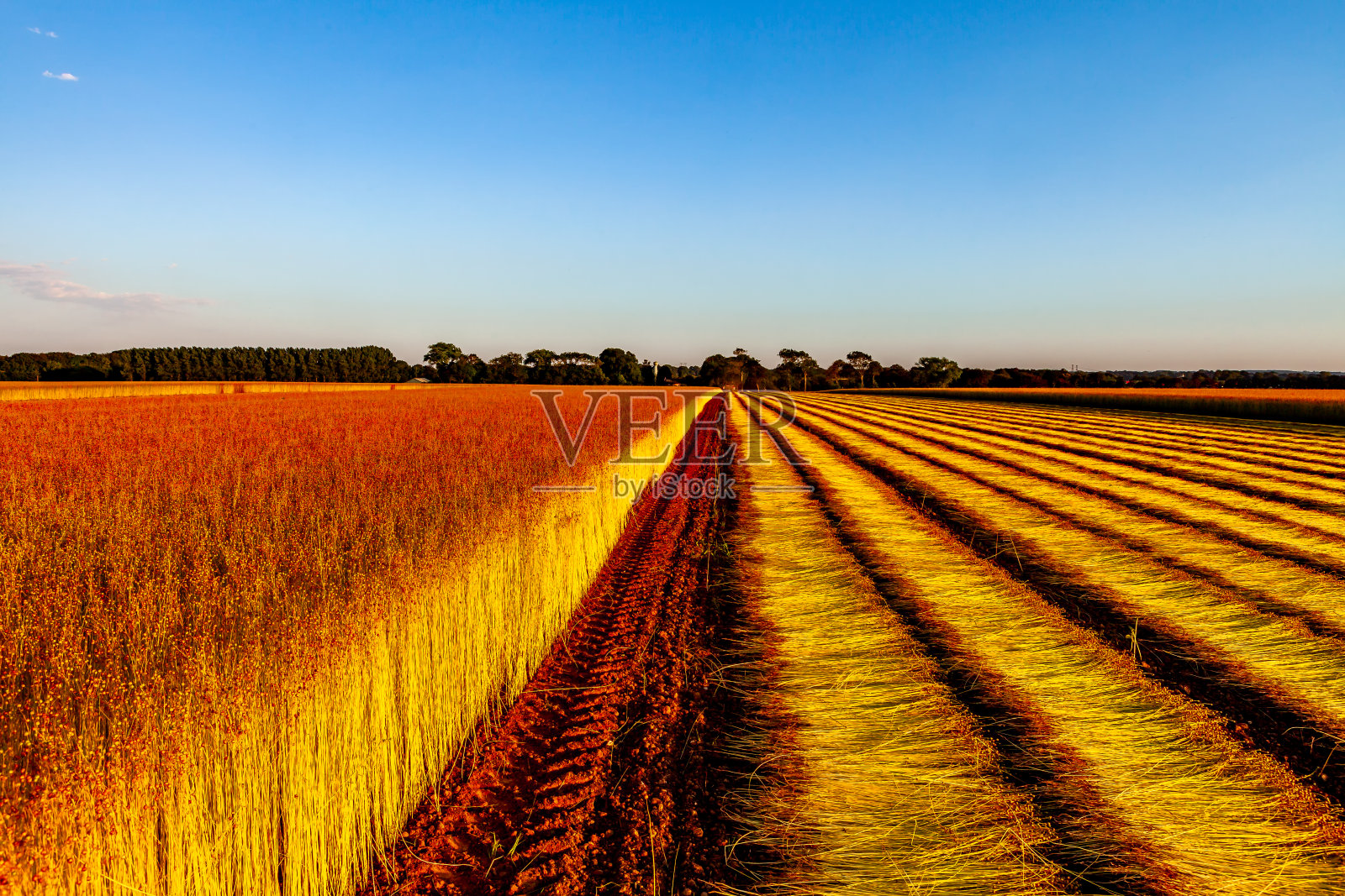 法国诺曼底的亚麻田照片摄影图片
