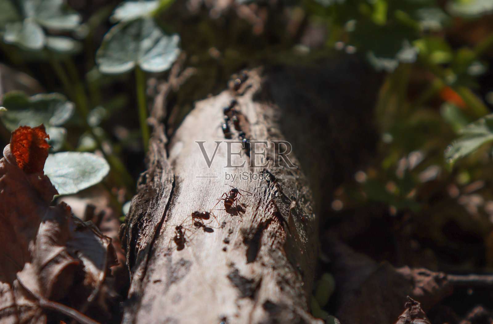 森林里的蚂蚁沿着树枝爬。照片摄影图片